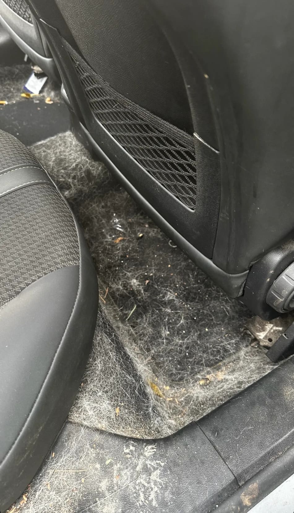 Tapis avant aspiration, recouvert de poils et poussière